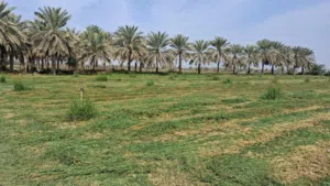 أرض زراعية في ولاية المصنعة الملدة الخامسة قريبة من الشارع العام
