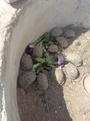يوجد توصيل داخل الزرقاء 3دنانير خارج الزرقا 5د سعر الحبه 5 دنانير في حاله غلا لحقو حالكو