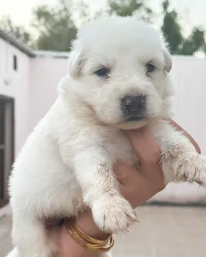 Pure white German shepherd puppies يراوه بيور وايت جيرمن شيبرد