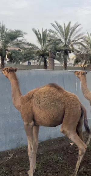 قعود باطني اصيل، امه الغزيلة بنت ود شهبار ، ابوه ود سمحة بعير سيف نار