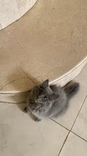 للبيع قط انثى العمر 3شهور قابل