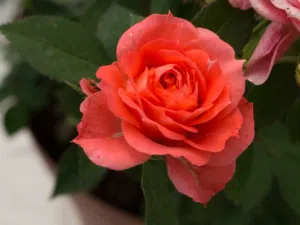 وردة جورية (Rosa) ذات لون برتقالي غامق يميل للاحمر الناري حجم كبير ام  تتكون من زوز قرمات ورد كبير