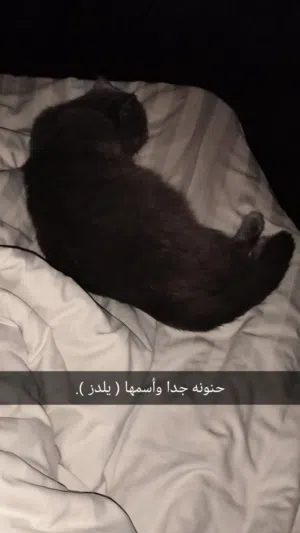 قطة مع أطفالها ( سكوتش فولد )