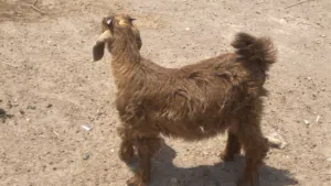 تيس ماشاءالله فول سمنه تبارك الله