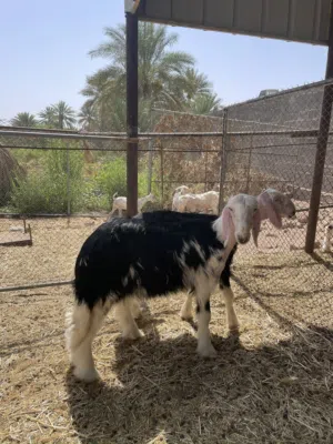 حملات نجدي بيور فاخرات صنف الصنف معرفات من جهة الاب سلالة طيبة عينك ميزانك اعمارهن اربعة اشهر