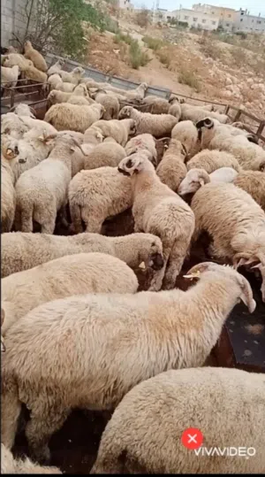 بفضل الله يتوفر لدينا خاروف روماني + خاروف بلدي +عبور بلدي   جميع الوزان