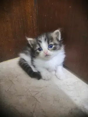 New born kittens persian only 1 month old