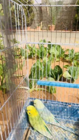 سلام عليكم كوبية رينبو للبيع او تبديل تواصل خاص