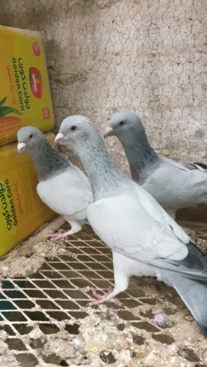 مشامشة للبيع