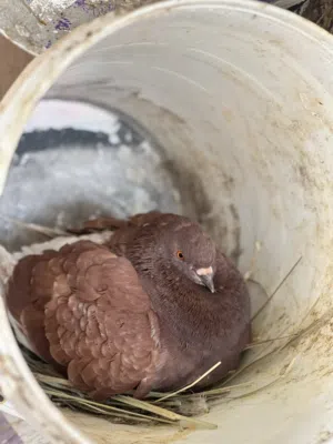 زوج مدينه وزوج شماسي تابع الوصف