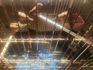 زيبرة فراولة وزيبرة مذبوحه للبيع جمله