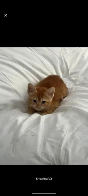 cute ginger kitten for free adoption