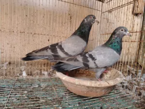 حمام بكستاني للبيع
