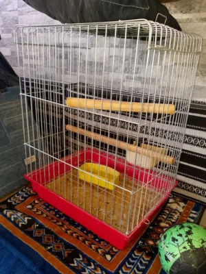 قفص ببغاء للبيع