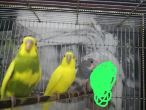 زوج بادجي مع الفروخ للبيع مع ذكر جاهز للانتاج