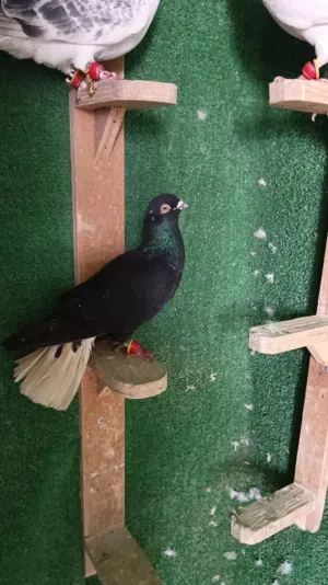 15 فحل طيور حمام