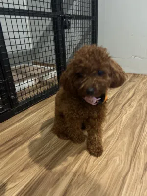 Toy poodle