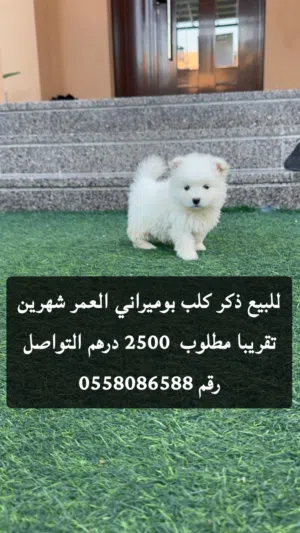 شهرين ونص 2500