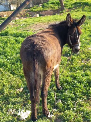 حماره للبيع العمر 3 سنوات كفاله عمل غنم ركوب ارتفاع خمس شبار دون الحافر