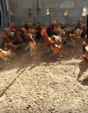 دجاج فرنسي للبيع