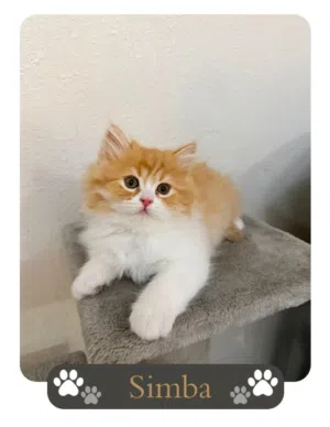 8 Week Healthy Kitten For Sale