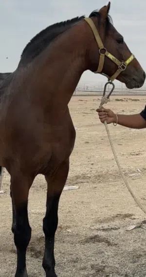 للبيع حصان مكس إسباني عربي العمر خمس سنوات