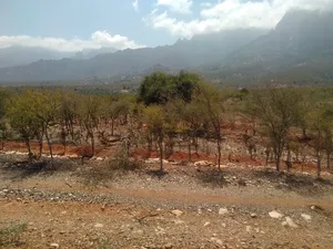 Mixed Use Land for Sale in Socotra Other
