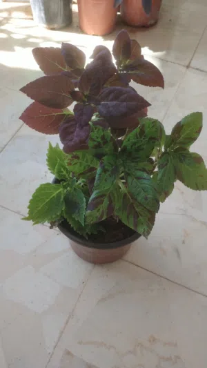 نباتات داخلية وخارجية وصباريات وعصاريات
