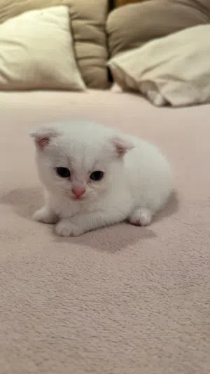 سكوتش من ام شيرازي