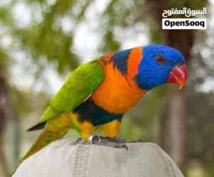 ببغاء لوري ريد كولدراد متكلم راقص بهلوان اليف