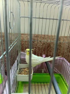 ذكر كوكتيل لاتينو صحه ونظافه حجم جامبو اليف 80% عمر سنه وشهر مع قفص كاسكو كبير للبيع السعر نهائي