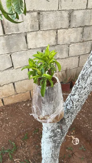 ‏أشجار - نباتات‏2