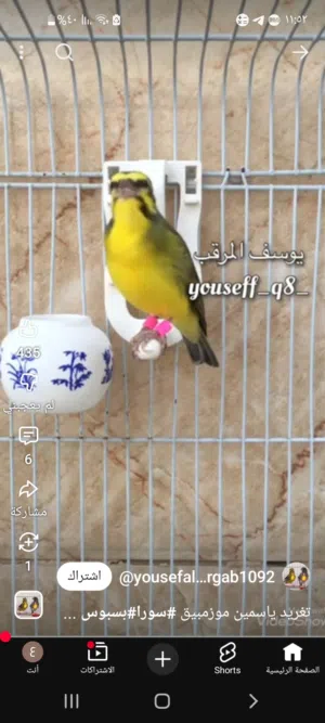 مطلوب طير ياسمين مغرد