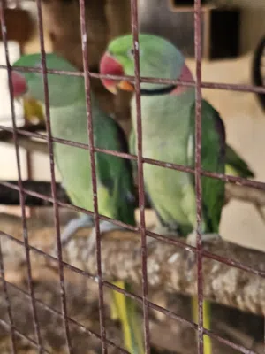 نيبالي للبيع زوج منتج غير مخصب اليف بس ما يصعد على اليد الصحة ممتازه