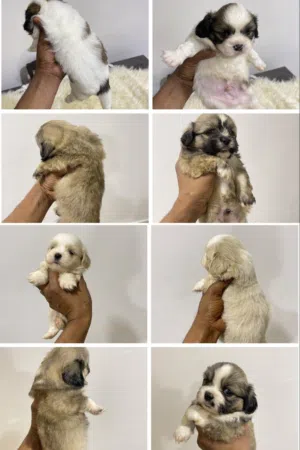 جراوى شيتزو shihtzu