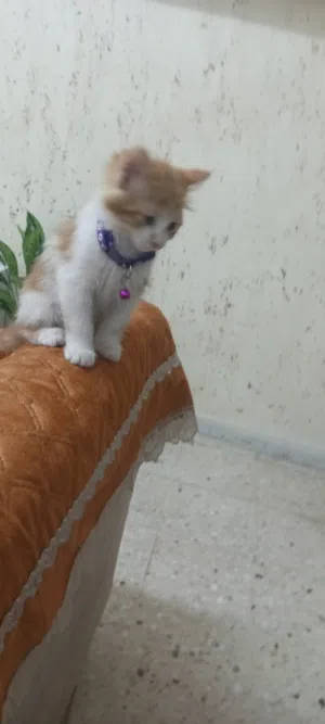 قطط للتبني نوع مكس