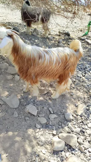 جدايا عمانيات للبيع