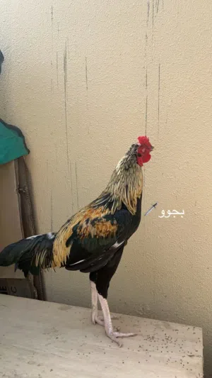 ديك بكستاني جاوا حار و يضارب اموره طيبه و عمره12 شهر و اعور