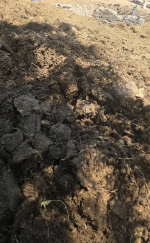سماد بقر جديد