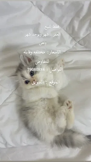 قطط شيرازية من عمر شهر الى شهر ونص  من ام واب محصن وشيرازيين الوان مختلفه واعمار مختلفه وتاكل بنفسها