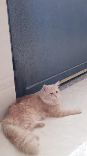 سنور سيرازي