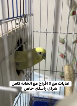 طيور امايات مع الافراخ و القفص
