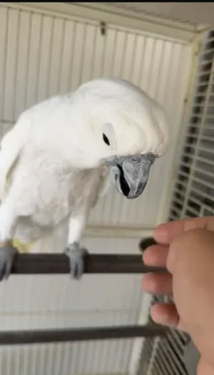 كوكاتو امبريلا