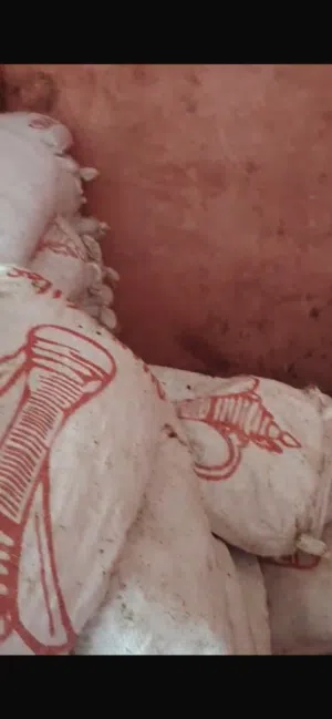 للبيع تمر نفيعة