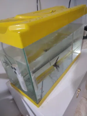 حوض سمك نطيف