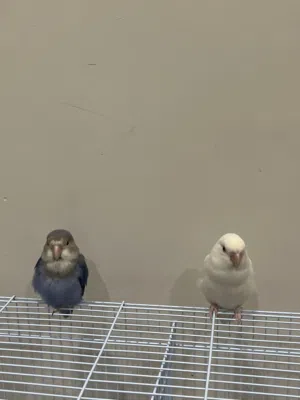 طيور روز للتبني بالدمام