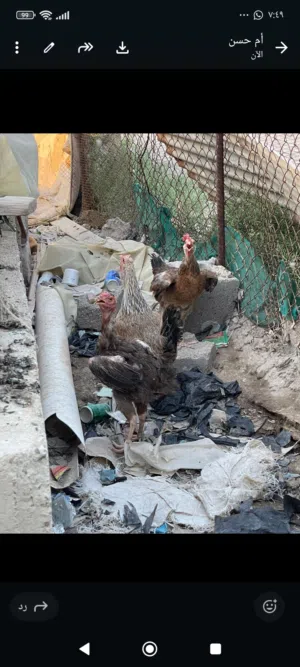 دجاجات عرب صاحيات