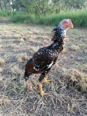 ديك باكستاني نسل حار مضمون