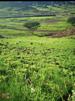 Mixed Use Land for Sale in Ramallah and Al-Bireh Other