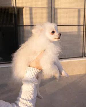 مجموعه بوميرنيان ..سوبر ميني ..جميع اللقاحات اللازمه وجرعه الدود ومايكروشيب